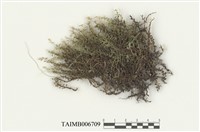 藏品(走燈苔屬)的圖片